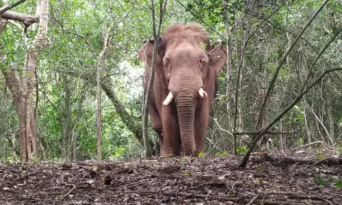 கைவிடப்பட்ட ஆப்ரேசன் பாகுபலி; திருப்பி அனுப்பப்பட்ட கும்கி யானைகள்