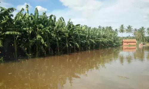பவானி ஆற்றில் வெள்ளப்பெருக்கு 50 ஆயிரம் வாழை மரங்கள் நீரில் மூழ்கி சேதம்