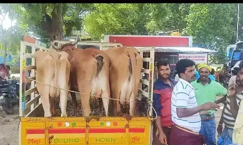 அரூர் அருகே ரூ.4 லட்சம் மதிப்பு ஆடு, மாடுகள் திருட்டு; கையும் களவுமாக பிடிப்பு அரூர் அருகே ரூ.4 லட்சம் மதிப்பு ஆடு, மாடுகள் திருட்டு; கையும் களவுமாக பிடிப்பு