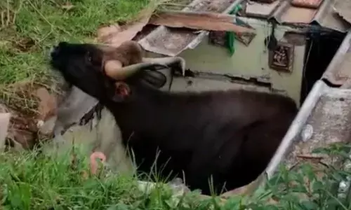 குன்னூரில் வீட்டினுள் விழுந்த காட்டெருமை மீட்பு: பொருட்கள் சேதம்