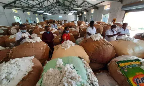 பாபநாசம் ஒழுங்குமுறை  விற்பனைக்கூடத்தில்  பருத்தி ஏலம்
