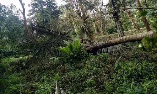 கூடலூரில் நள்ளிரவில் புகுந்த காட்டு யானை: விளை நிலங்களில் அட்டகாசம்