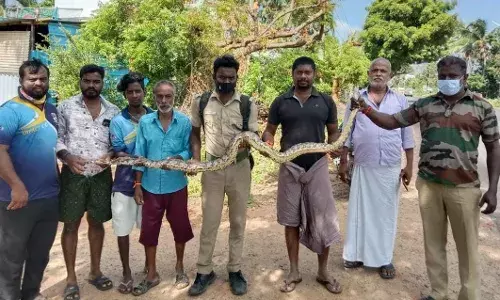 குமரியில் குடியிருப்பு பகுதிக்குள் புகுந்த 12 அடி நீள மலைப்பாம்பு