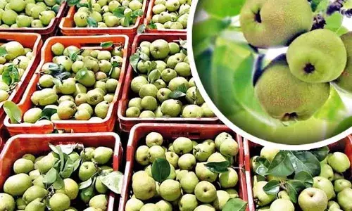 கொடைக்கானலில் பேரிக்காய் விலை வீழ்ச்சியடைந்துள்ளதால் விவசாயிகள் கவலை