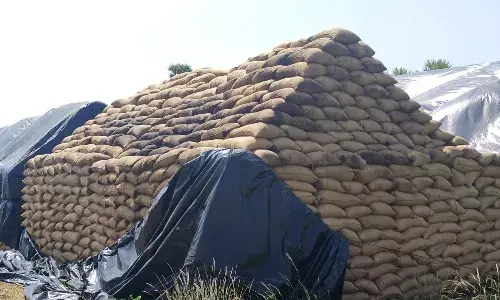 திறந்தவெளி நெற்கிடங்கில் வீணாகிவரும் பல லட்சம் நெல் மூட்டைகள்
