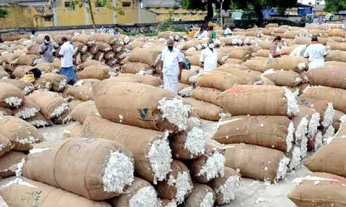 நாமக்கல் கூட்டுறவு சொசைட்டியில் பருத்தி மூட்டை ரூ.55 லட்சத்திற்கு ஏலம்