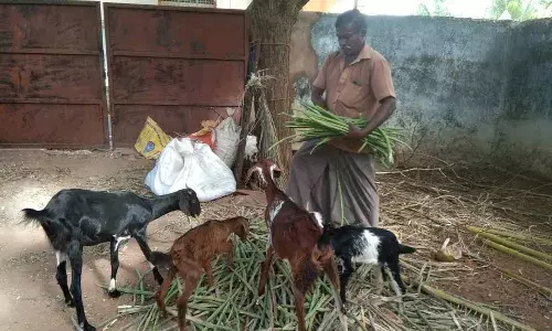 நெல்லையில் முருங்கைக்காய் விலை வீழ்ச்சி, விவசாயிகள் வேதனை