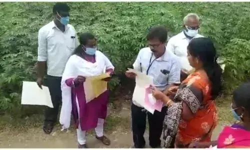 எடப்பாடியில் பூச்சி தாக்குதலை தடுக்க வேளாண்மைதுறை விஞ்ஞானிகள் ஆய்வு