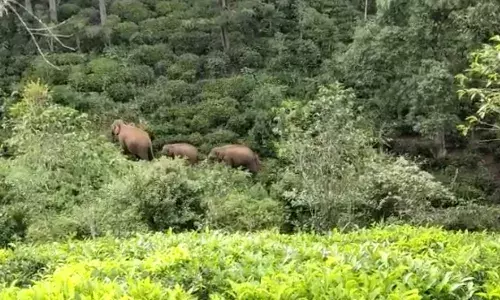 உதகை அருகே கிராமப் பகுதியில் உலா வரும் காட்டு யானைக் கூட்டம்