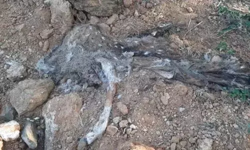 அரூர் அருகே அரைகுறையாக புதைக்கப்பட்ட மான்; வனத்துறையினர் அலட்சியம்
