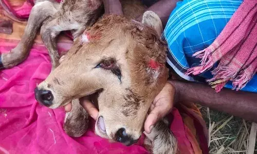 அதிசய இரண்டு தலை கன்றுகுட்டி:ஆச்சரியத்துடன் பார்த்து செல்லும் மக்கள்
