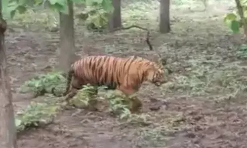 சத்தியமங்கலம் அருகே விவசாய நிலத்தில் புலி நடமாட்டம்