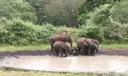 குட்டையில் நீராடிய காட்டு யானைகள்; சாலையில் குவிந்த மக்களை விரட்டிய வனத்துறை