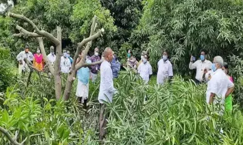 மா மரங்களில் கவாத்து (பராமரித்தல்) செய்தல் குறித்து விவசாயிகளுக்கு செயல்விளக்கம்