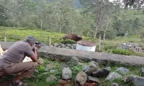 கோத்தகிரியில் கயிறு இறுக்கி  காயமடைந்த காட்டெருமைக்கு சிகிச்சை