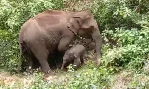 தேயிலை தோட்டத்தில் பிறந்த குட்டிக்கு வழி ஏற்படுத்திய தாய் யானை; நெகிழ்ச்சி சம்பவம்
