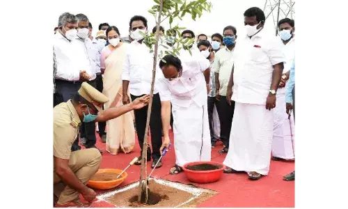 ஓரகடம் சிப்காட் பகுதியில் 3 லட்சம் மரக்கன்றுகள் நடும் பணி