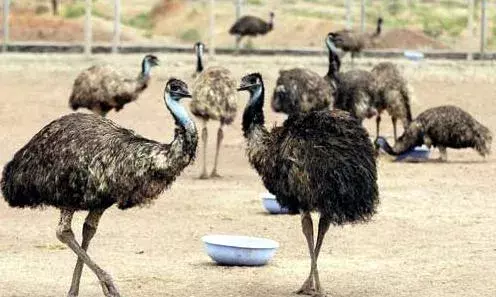 ஈமு பண்ணை மோசடி வழக்கு: தலைமறைவு நபர் குறித்து தகவல் அளிக்க போலீஸ் வேண்டுகோள்