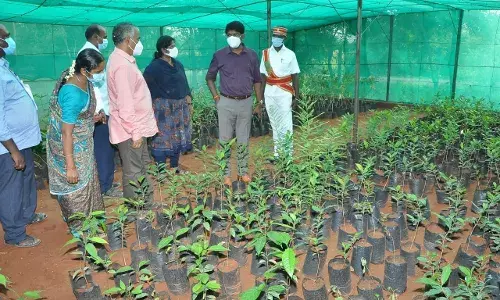 கிளியனூர் நாற்றங்கால் பண்ணையில் ஆட்சியர் மோகன் ஆய்வு