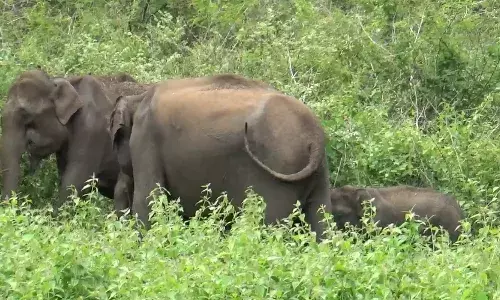 குன்னூர் தேயிலை தோட்டங்களில் சுற்றி திரியும் யானை:பொதுமக்கள் அச்சம்