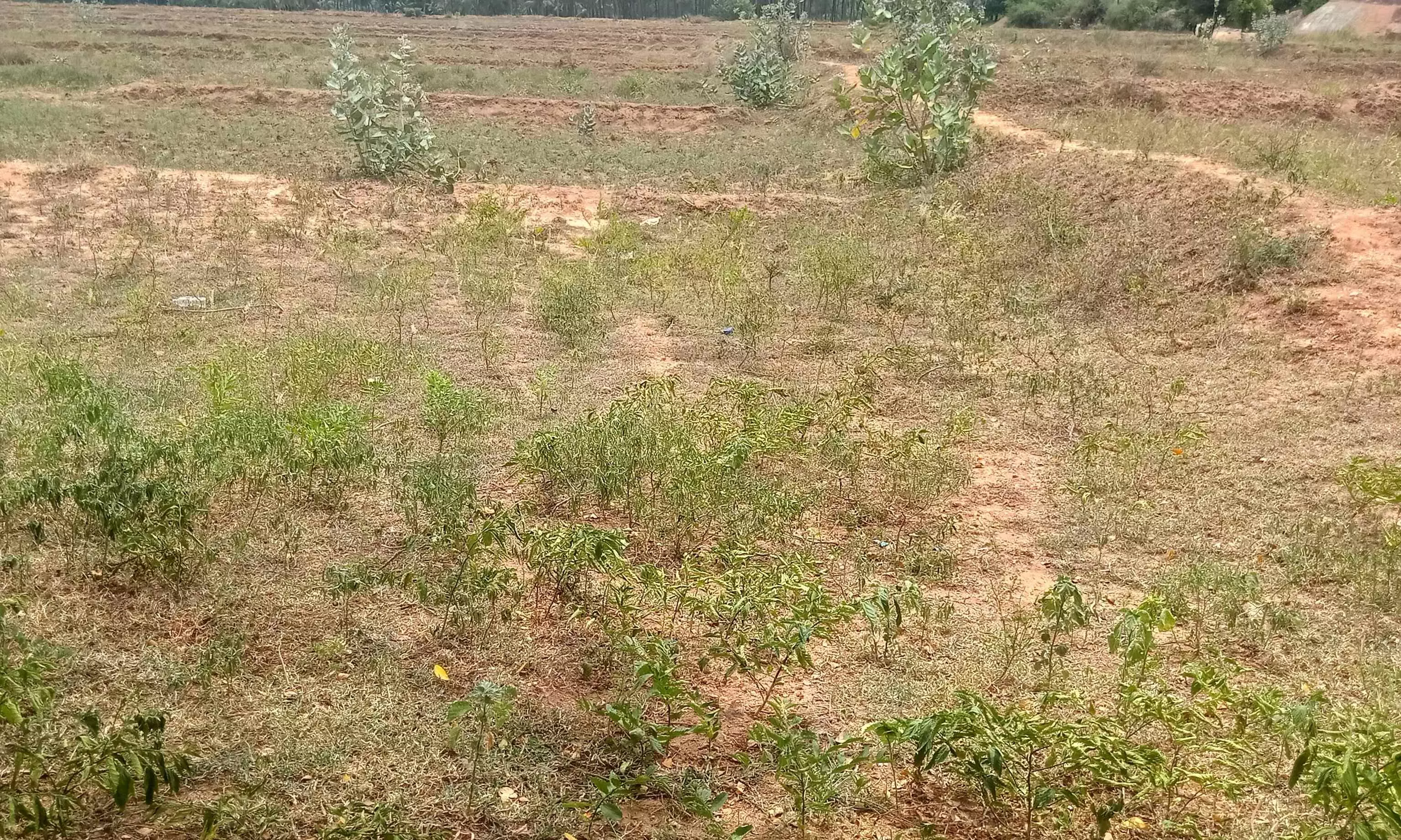 40 ஆண்டுகளாக சீரமைக்காத வாய்க்கால்; அதிகாரிகளின் அலட்சியத்தால் விவசாயிகள் வேதனை 40 ஆண்டுகளாக சீரமைக்காத வாய்க்கால்; அதிகாரிகளின் அலட்சியத்தால் விவசாயிகள் வேதனை