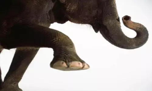 குன்னூரில் யானை தாக்கி ஒருவர் பலி