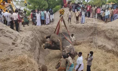 குலசேகரன்பட்டினத்தில் உயிரிழந்த யானை பவானி, நல்லடக்கம் செய்யப்பட்டது