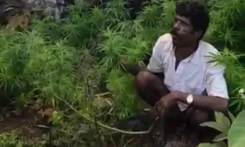 வத்தல்மலையில் ஊடு பயிராக கஞ்சா செடிகள்; தந்தை, மகன் கைது