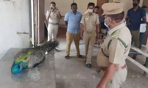 காயமடைந்த மயிலை காப்பாற்றிய விவசாயிகள்; அதிகாரிகள், பாெதுமக்கள் பாராட்டு