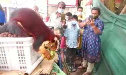 குன்னூர் சிம்ஸ் பூங்காவிற்கு மீண்டும் வருகை புரிந்த மலபார் அணில்