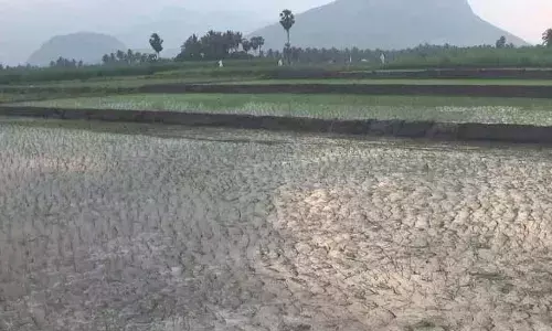 உடுமலையில் நெல் நடவு பணி தீவிரம்