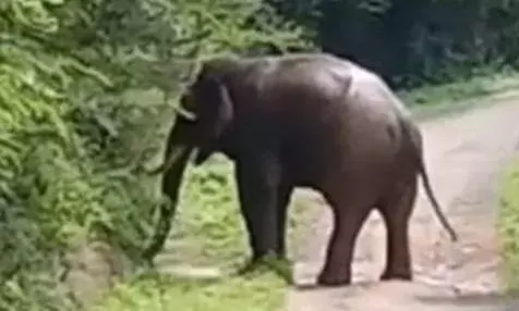 வாணியம்பாடி அருகே புகுந்த ஒற்றை காட்டு யானை; விடிய விடிய மக்கள் விரட்டியடிப்பு