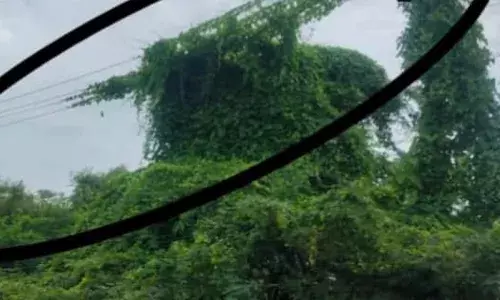 சங்கராபுரம் அருகே உயர் மின் அழுத்த கம்பியில் செடி கொடிகள்