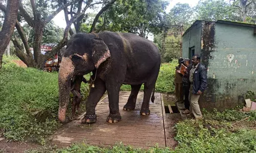 முதுமலையிலுள்ள வளர்ப்பு யானைகளுக்கு உடல் எடை பரிசோதனை