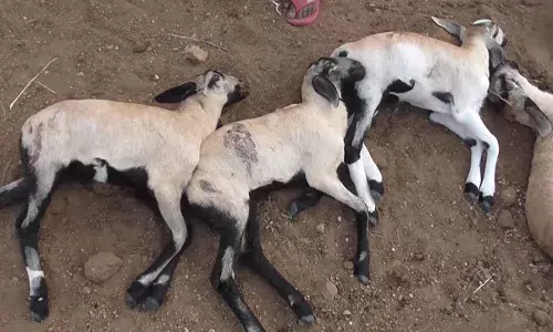 நாய்கள் கடித்த ஆட்டுக்குட்டிகளுக்கு சிகிச்சை அளிக்க வரமறுத்த அரசு கால்நடை மருந்தகம்