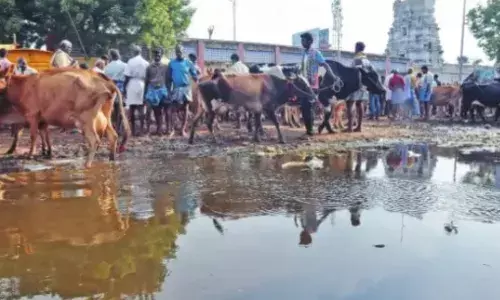 பொய்கை மாட்டு சந்தையில் மாடுகள் அதிகளவில் வந்தும் விற்பனை மந்தம்