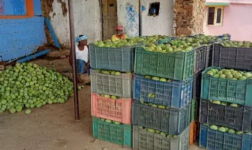 பென்னாகரம் அருகே மலை கிராமங்களில் சீதாப்பழம் அமோக விளைச்சல்
