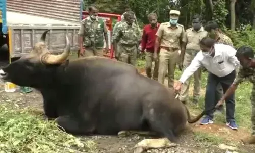 குன்னூரில் காலில் காயத்துடன் திரிந்த காட்டெருமைக்கு சிகிச்சை