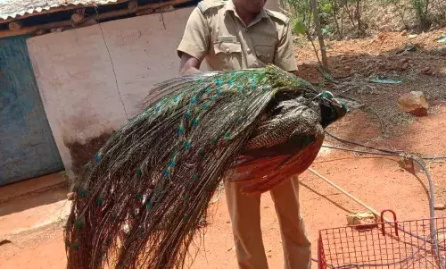 சங்கரன்கோவில் அருகே கிணற்றில் விழுந்த மயில்; தீயணைப்புத்துறையினர் மீட்பு