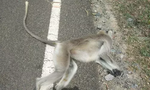 அடையாளம் தெரியாத வாகனம் மோதி குரங்கு பலி