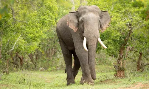 கூடலூரில் மீண்டும் யானைகள் அட்டகாசம்: பொதுமக்கள் அச்சம்