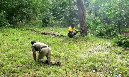 ஆனைமலை புலிகள் காப்பகத்தில் கணக்கெடுப்பு: தானியங்கி கேமரா வைத்து கண்காணிப்பு