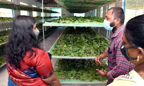 முள்ளுக்குறிச்சியில் பழங்குடியினர் பட்டு வளர்ப்பு பண்ணைகளை கலெக்டர் ஆய்வு