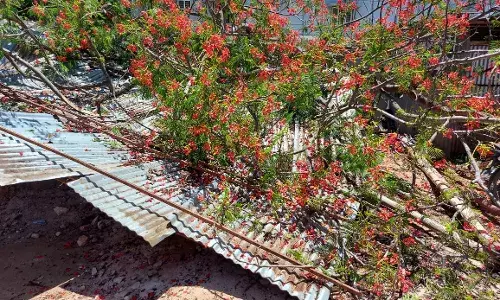 பத்திரப்பதிவு அலுவலகத்தில் மரம் முறிந்து விழுந்து 5 பேர் காயம்