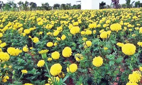செண்டுமல்லி சாகுபடியில் ஆர்வம் காட்டும் விவசாயிகள்