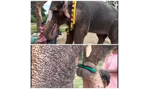 ஸ்ரீபெரும்புதூர் : மவுத்தார்கன் வாசித்து மகிழ்வித்த கோயில் யானை கோதை