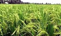 பரமத்தி அருகே பாரம்பரிய நெல் சாகுபடி குறித்து விவசாயிகளுக்கு பயிற்சி