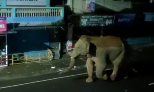 கூடலூரில் இரவில் உலா வரும் ஒற்றை காட்டு யானை