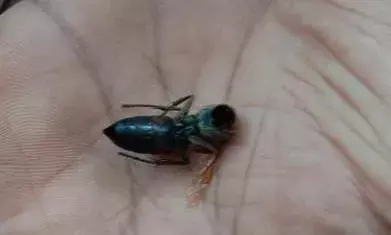 விஷவண்டு கடித்து சென்னை காசிமேடு எஸ்ஐ பலி