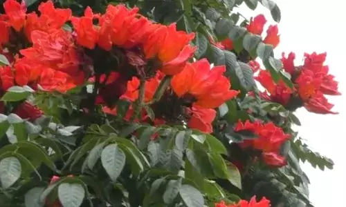 குன்னூர் சாலையில் பூத்துக் குலுங்கும் ஸ்பேத்தோடியா மலர்கள்